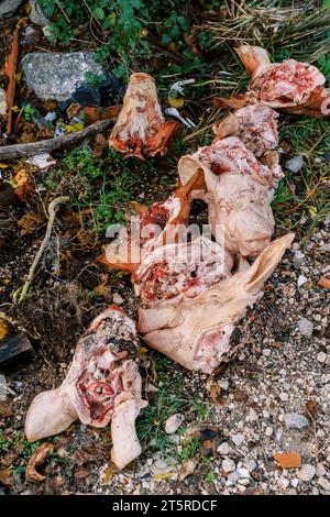 Abgeschnittene Schweineköpfe liegen auf einer Müllhalde im Wald Stockfoto