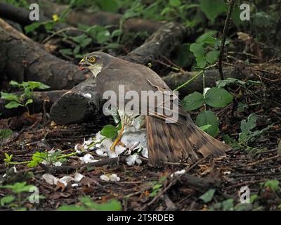 Watchful Female Sparrowhawk (Accipiter nisus) Pupffedern der Kragentaube, gefangen in der Luft und auf Waldboden in Lancs England, Großbritannien Stockfoto