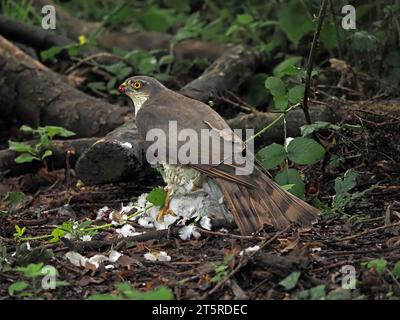 Watchful Female Sparrowhawk (Accipiter nisus) Pupffedern der Kragentaube, gefangen in der Luft und auf Waldboden in Lancs England, Großbritannien Stockfoto