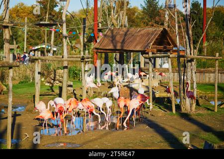 Viele rosa Flamingos im zoologischen Park in Paris, Frankreich Stockfoto