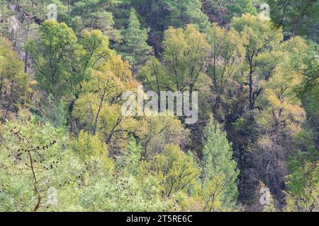 Gemischte Kiefern und Liquidambar Orientalis Bäume. Schutzgebiet Liquidambar orientalis in Burdur, Türkei. Karacaören-Reservoir in der Türkei. Stockfoto