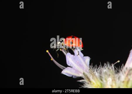 Hervorragende Makroaufnahmen, wunderschöner Marienkäfer auf trockenem, unfokussiertem Hintergrund. Stockfoto