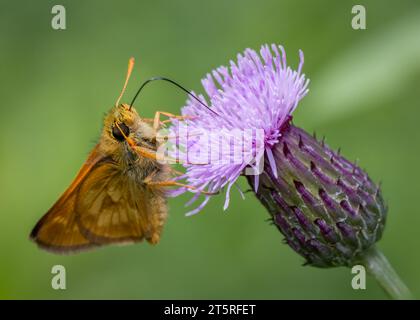 Nahaufnahme oder Makroaufnahme einer Motte, die eine Wildblume der Bulle Thistle (Cirsium vulgare) im Chippewa National Forest im Norden von Minnesota bestäubt Stockfoto