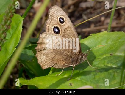 Nahaufnahme oder Makroaufnahme eines Wood Nymphe Schmetterlings (Cercyonis), der auf dem Blatt des Common Plantain im Chippewa National Forest im Norden von Minnesota ruht Stockfoto