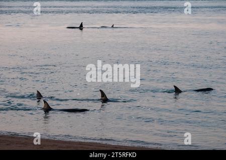 Killerwale, jagen Seelöwen an der paragonischen Küste, Patagonien, Argentinien Stockfoto