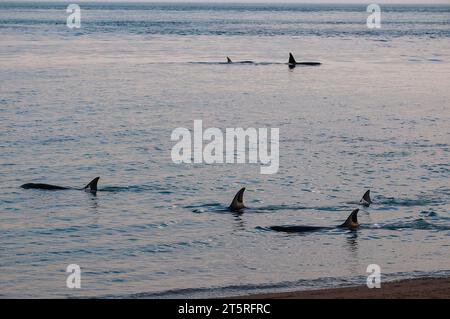 Die Killerwal-Familie jagt Seelöwen an der paragonischen Küste, Patagonien, Argentinien Stockfoto