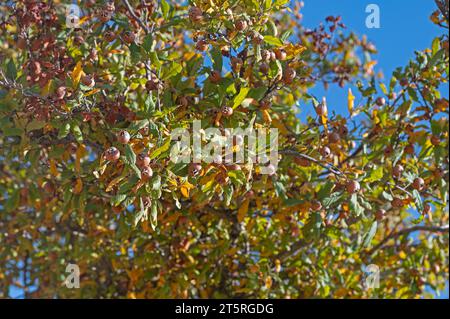 Frische reife Bio-Mehlfrucht auf Baumzweigen. Gesunde Ernährung Mespilus germanica. Stockfoto