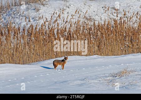 Goldener Jackal (Canis aureus) im Schnee spazieren. Trockene Schilfe im Hintergrund. Stockfoto