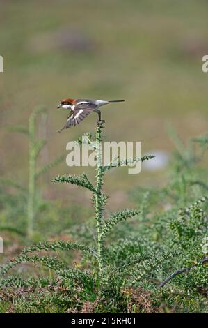 Woodchat Shrike on the Dorn (Lanius Senator) Stockfoto