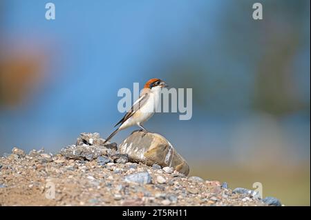 Woodchat Shrike (Lanius Senator) auf dem Felsen. Blauer Himmel Hintergrund. Stockfoto