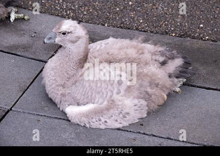 Der kap-Unfruchtbare hat seine Feder noch nicht. Stockfoto