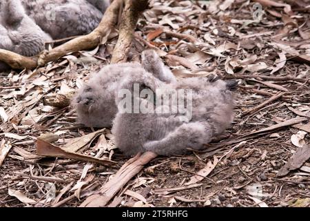 Die kahlen kap-Gänse sind grau mit einem schwarzen Schnabel. Stockfoto
