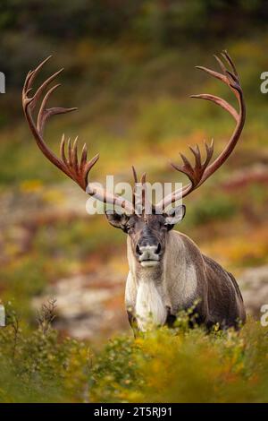 Bulle Caribou Stockfoto