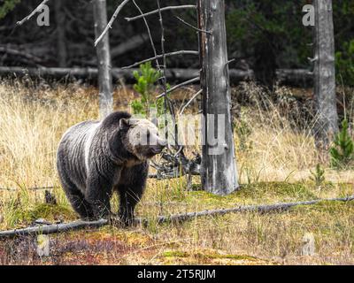 Grizzlybären bewegen sich frei auf einem Feld und essen Beeren im Yellowstone Park Stockfoto