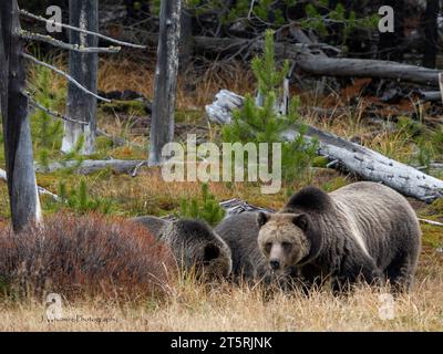 Grizzlybären bewegen sich frei auf einem Feld und essen Beeren im Yellowstone Park Stockfoto