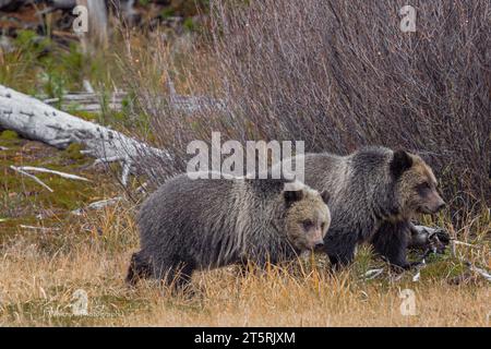 Grizzlybären bewegen sich frei auf einem Feld und essen Beeren im Yellowstone Park Stockfoto