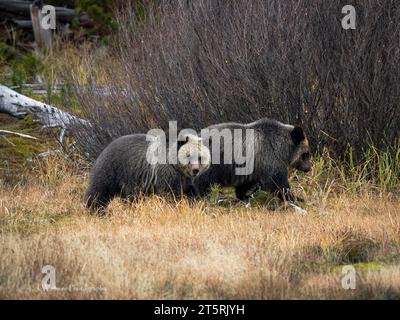 Grizzlybären bewegen sich frei auf einem Feld und essen Beeren im Yellowstone Park Stockfoto