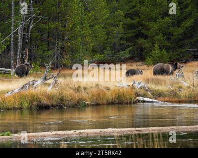 Grizzlybären bewegen sich frei auf einem Feld und essen Beeren im Yellowstone Park Stockfoto