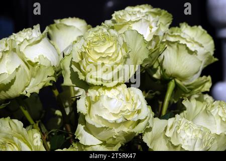 Eine Nahaufnahme einer grünen Rosenblume ist eine mehrjährige Strauchpflanze der Familie der Rosaceae, Gattung Hagebutte Stockfoto