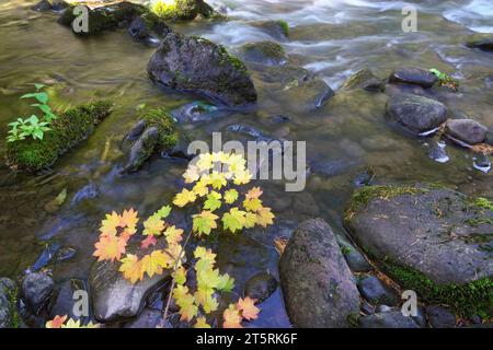 Im Oktober, in der Herbstfärbung in den Oregon Cascade Mountains, nahe der Stadt Marion Forks, graben Ahornblätter ein Bach-Ufer. Stockfoto