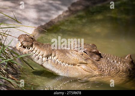 Süßwasserkrokodile sind grau oder olivbraun mit zerklüfteten dunklen Flecken. Ein Süßwasserkrokodil kann dadurch von einem Mündungskrokodil unterschieden werden Stockfoto