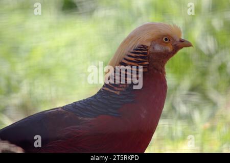 Der männliche Goldfasan hat eine sehr helle Farbe mit einer gelben Krone und einem unteren Rücken, dunklen Flügeln und einem oberen Hals, roten Unterteilen und einem langen feinen barr Stockfoto