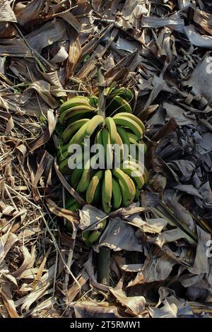 Bio-Bananenstücke mit Bananensträuben, die reif werden, gesammelt und auf dem Boden über trockenen Bananenblättern in einem Obstgarten angeordnet. Stockfoto