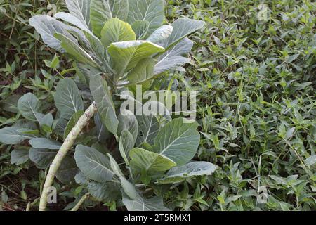 Porträt von Grünkohl aus ökologischem Anbau in einem natürlichen Landwirtschaftssystem und spontaner Futtervegetation auf einem städtischen Land in einem Gemeinschaftsgarten. Stockfoto