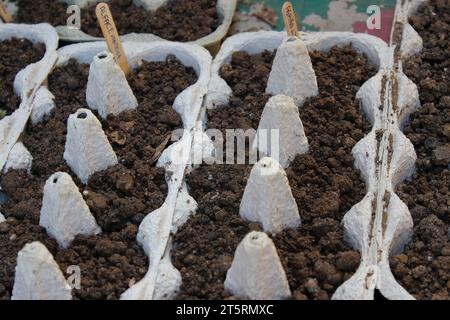 Aussaat aus Upcycled Eierkartons, für die Keimlingsproduktion von Bio-Gemüse, für einen städtischen Gemüsegarten. Stockfoto