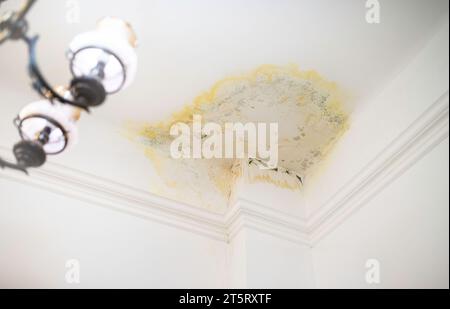 Ein Fleck an der Decke in der Wohnung von der Überschwemmung durch die Nachbarn im Obergeschoss. Wasserleckage beschädigt. Versicherungsfall. Überflutung durch Nachbarn. I Stockfoto