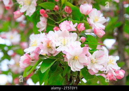 Chinesische blühende Krabbenblüten, Nahaufnahme des Fotos Stockfoto