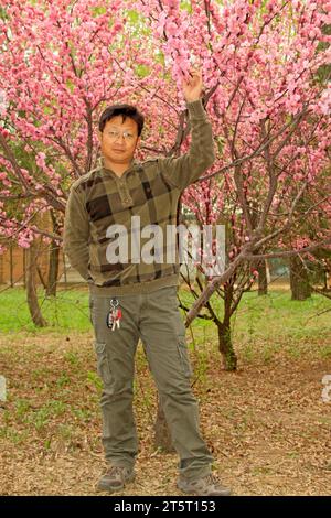 STADT TANGSHAN - 18. APRIL: Ein Mann vor blühender Pflaume in einem Garten, 18. April 2015, Stadt Tangshan, Provinz Hebei, China Stockfoto