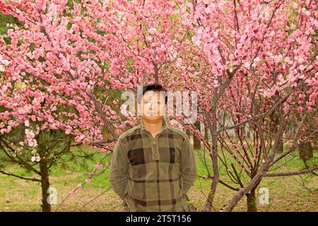 STADT TANGSHAN - 18. APRIL: Ein Mann vor blühender Pflaume in einem Garten, 18. April 2015, Stadt Tangshan, Provinz Hebei, China Stockfoto