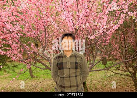 STADT TANGSHAN - 18. APRIL: Ein Mann vor blühender Pflaume in einem Garten, 18. April 2015, Stadt Tangshan, Provinz Hebei, China Stockfoto