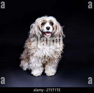 Studio-Porträt des entzückenden chinesischen Puderpuffer-Hundes, der auf schwarzem Hintergrund sitzt und nach vorne blickt. Seltene Rasse. Eine tierärztliche c Stockfoto