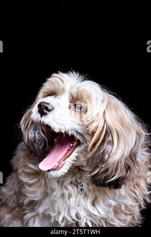 Сute Hund gähnt weit. Porträt eines lächelnden chinesischen Puderpuderhunds vor schwarzem Hintergrund. Glückliches, aufgeregtes, überraschtes emotionales Haustier. Lustig AR Stockfoto