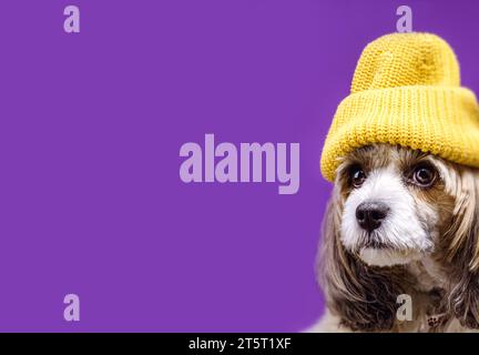 Niedlicher chinesischer Puderpuffer, der eine gelbe Strickmütze trägt, isoliert auf lila Hintergrund. Studio-Porträt. Tiermode, Hundebekleidung, Stockfoto