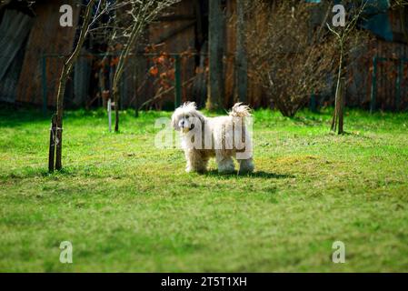 Chinesischer Puderpuffer, der im Garten läuft und in Richtung Kamera blickt. Ein Hund hat Spaß im Garten. Sonniger Sommertag im Freien mit einem Stockfoto