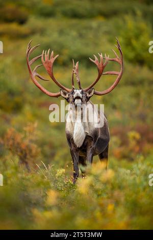 Bulle Caribou Stockfoto