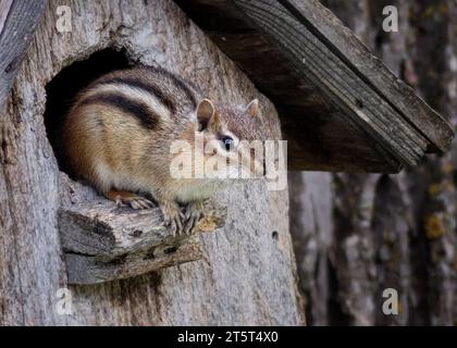 Niedliches Chipmunk (Tamias), das im Eingang zu einem rustikalen Vogelhaus im Chippewa National Forest im Norden von Minnesota, USA, sitzt Stockfoto