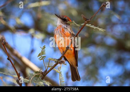 Junger männlicher Fliegenschnäpper oder Pyrocephalus obscurus, der auf einem Baumzweig auf der Uferfarm in Arizona thront. Stockfoto