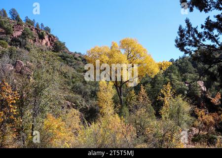 Blick auf das Herbstlaub am East Verde River in den Verde Anwesen in Payson, Arizona. Stockfoto