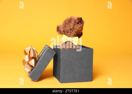 Niedlicher Maltipoo-Hund mit gelber Schleife in Geschenkbox auf orangem Hintergrund Stockfoto