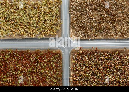 Microgreens anbauen. Verschiedene gekeimte Samen in Behältern auf dem Tisch, flache Lagen Stockfoto