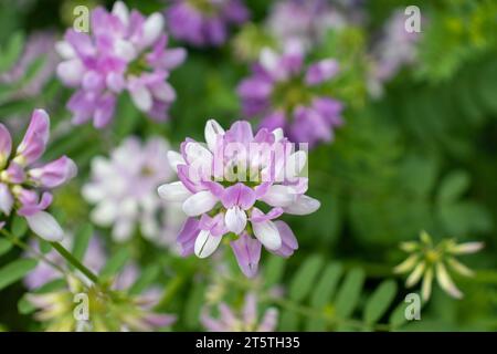 Rosafarbene und weiße Kronenwicken - Wildblumen - Securigera varia Stockfoto