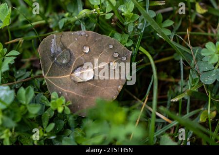 Tautropfen auf gefallenem Blatt - Nahaufnahme von Tautropfen auf einem gefallenen Blatt in einem Kleebeld Stockfoto