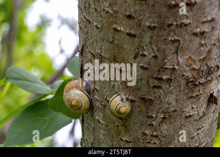 Zwei Schnecken auf Baumstamm - Nahaufnahme von Gastropoden auf Rinde Stockfoto