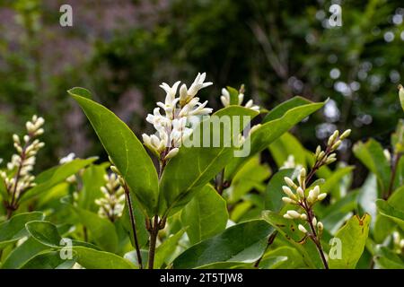 Weiße Blüten - Osmanthus-Duftstoffe - süße Oliven - blühend im Frühling Stockfoto