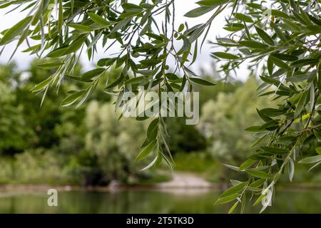 Weidenäste - überhängender See - Reflexionen auf dem Wasser - Naturszene Stockfoto