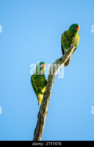 Ein paartes Paar schuppiger Lororikeets steht im frühen Morgenlicht auf einem einzigen toten Baum, der von klarem blauem Himmel umrahmt wird. Stockfoto